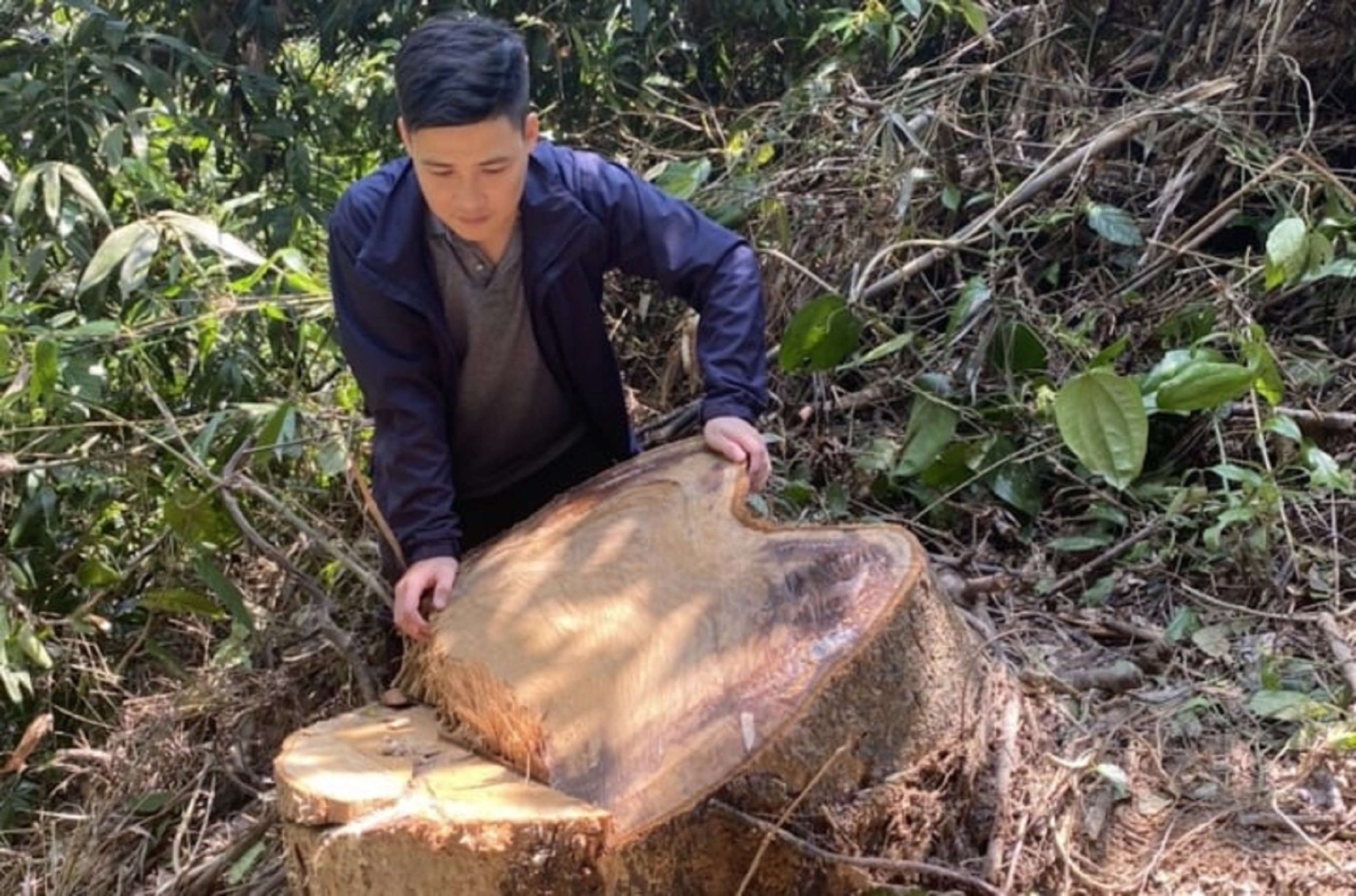 Nóng tình trạng phá rừng ở Thừa Thiên Huế